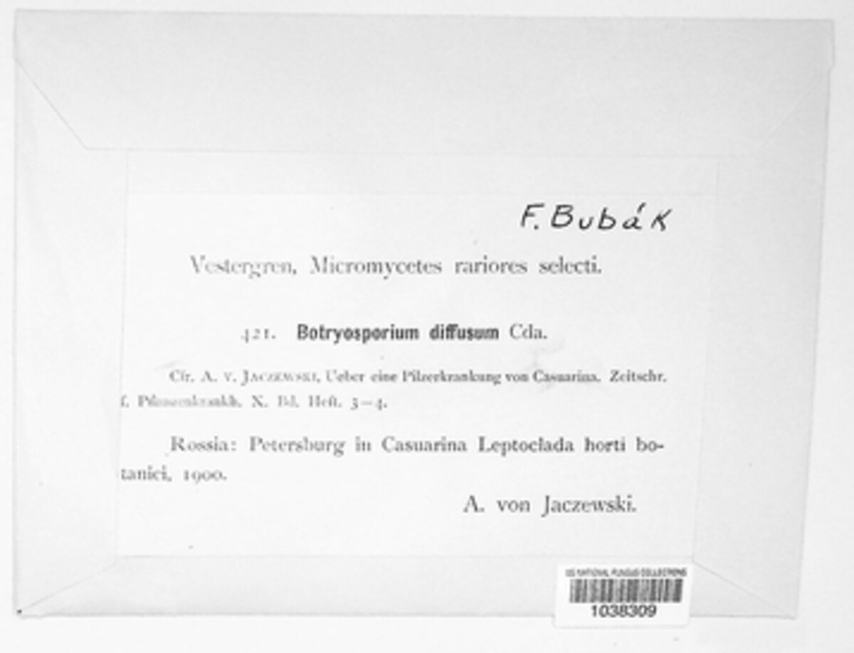 Botryosporium diffusum image